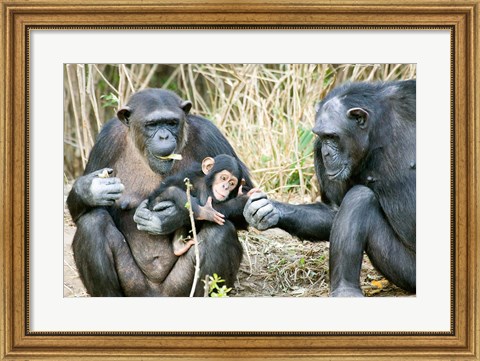 Framed Kenya, Chimpanzees at Sweetwaters Tented Camp Print