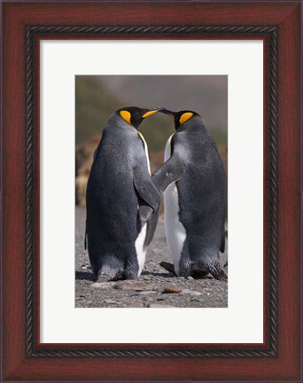 Framed King penguins, mating ritual Print