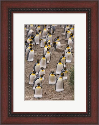 Framed King penguins, Salisbury Plain Print