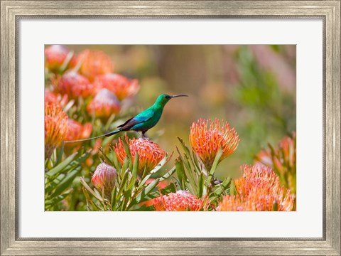 Framed Malachite Sunbird, Cape Province, South Africa Print