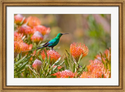 Framed Malachite Sunbird, Cape Province, South Africa Print