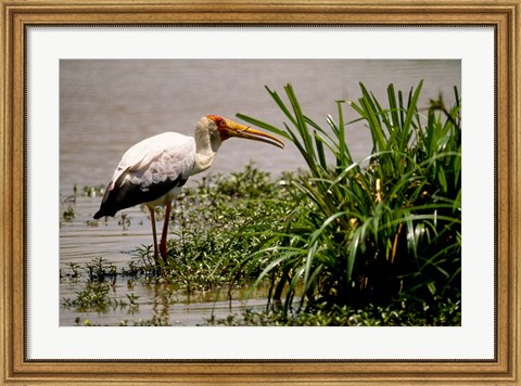 Framed Kenya. Masai Mara, Yellowbilled stork bird Print