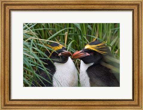 Framed Macaroni Penguin, Cooper Baby, Antarctica Print