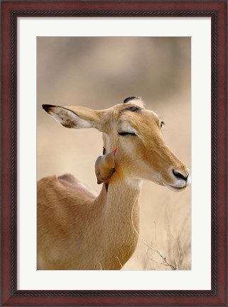 Framed Impala, Red-billed Oxpecker, Samburu Game Reserve, Kenya Print