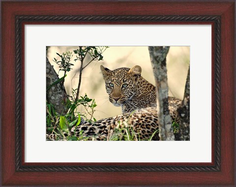 Framed Leopard resting beneath tree, Maasai Mara, Kenya Print