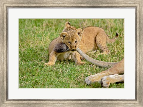 Framed Lion cub, mothers tail, Masai Mara Game Reserve, Kenya Print