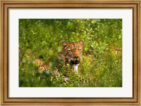 Framed Leopard, Kruger National Park, South Africa Print