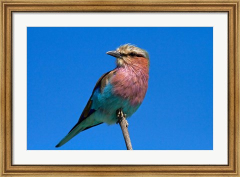 Framed Lilac-breasted Roller, Hwange National Park, Zimbabwe, Africa Print