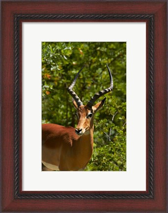 Framed Male Impala, Hwange National Park, Zimbabwe, Africa Print