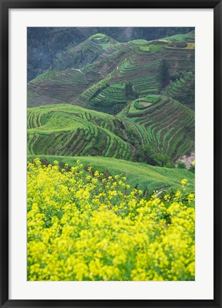 Framed Landscape of Canola and Terraced Rice Paddies, China Print