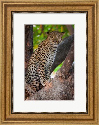 Framed Leopard, Botswana Print