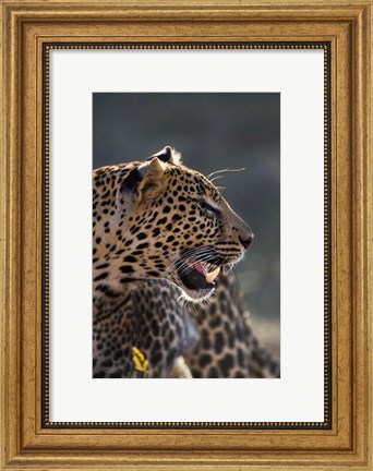 Framed Leopard, Panthera pardus, Samburu Game Reserve, Kenya Print