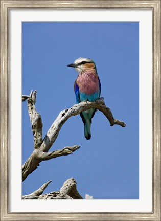 Framed Lilac breasted Roller bird, Masai Mara, Kenya Print