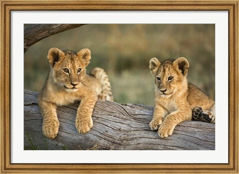 Framed Lion Cubs on Log, Masai Mara, Kenya Print