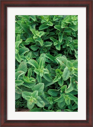 Framed Mint Leaves for Brewing Traditional Tea, Morocco Print