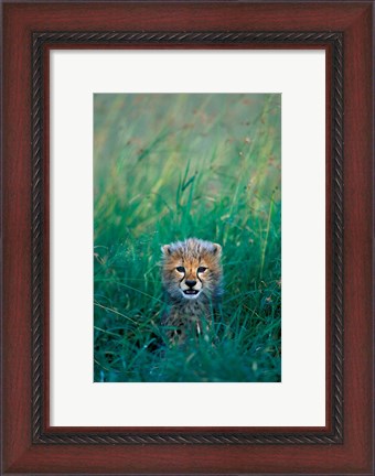 Framed Kenya, Masai Mara GR, Cheetah cub in tall grass Print