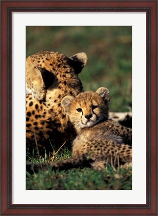 Framed Kenya, Masai Mara Game Reserve. Cheetah cub Print