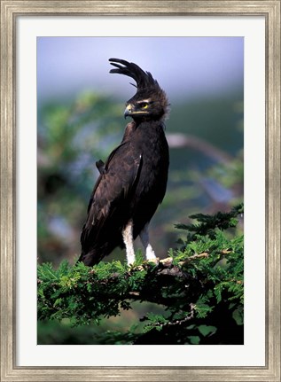 Framed Kenya. Long-crested Eagle (lophaetus occipitalis) Print