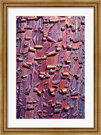 Framed Madrone Tree Bark Abstract pattern Print