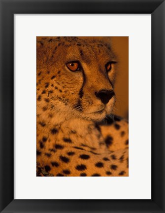 Framed Kenya, Masai Mara Game Reserve, Cheetah, sunset Print