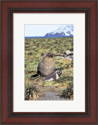 Framed Antarctic Fur Seal with pup, South Georgia, Sub-Antarctica Print