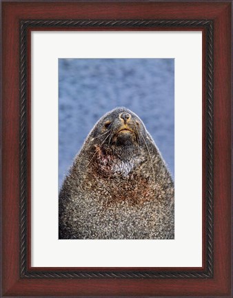 Framed Kerguelen Fur Seal, Antarctic Fur Seal, South Georgia, Sub-Antarctica Print