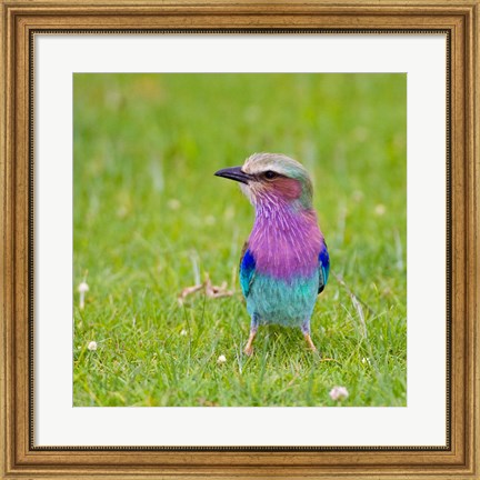 Framed Kenya. Lilac-breasted Roller bird, Lake Naivasha Print