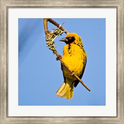 Framed Masked Weaver bird, Drakensberg, South Africa Print