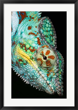 Framed Panther Chameleon, Western Madagascar Print