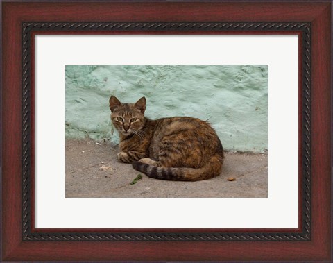 Framed Morocco, Tetouan, Medina of TEtouan, Alley cat Print
