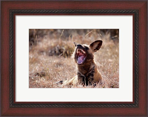 Framed Namibia, Harnas Wildlife, African wild dog wildlife Print