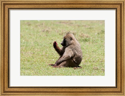 Framed Olive Baboon, Papio anubis, Maasai Mara, Kenya. Print