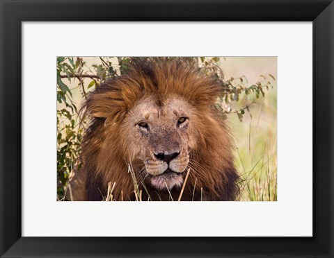 Framed Old black maned male lion, Maasai Mara, Kenya Print