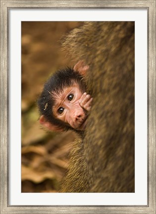 Framed Olive Baboon primates, Lake Manyara NP, Tanzania Print