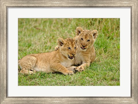 Framed Pair of lion cubs playing, Masai Mara Game Reserve, Kenya Print