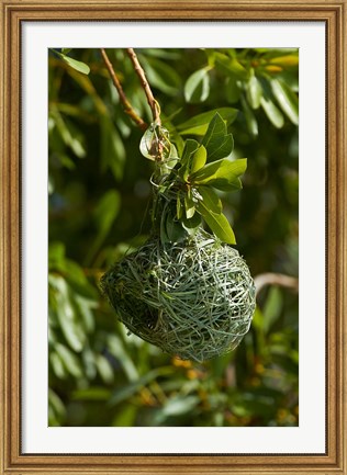 Framed Nest of Southern masked weaver, Etosha NP, Namibia, Africa. Print