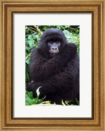 Framed Mountain Gorilla preening, Group 11, Rwanda Print