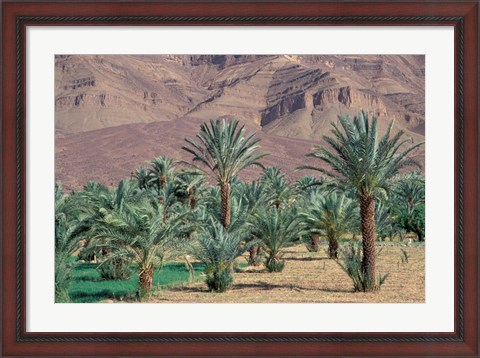 Framed Palmery Below Mountains, Morocco Print