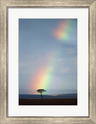 Framed Rainbow Forms Amid Rain Clouds, Masai Mara Game Reserve, Kenya Print