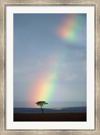 Framed Rainbow Forms Amid Rain Clouds, Masai Mara Game Reserve, Kenya Print