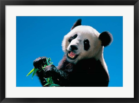 Framed Panda Eating Bamboo, Wolong, Sichuan, China Print