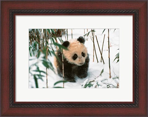 Framed Panda Cub on Snow, Wolong, Sichuan, China Print