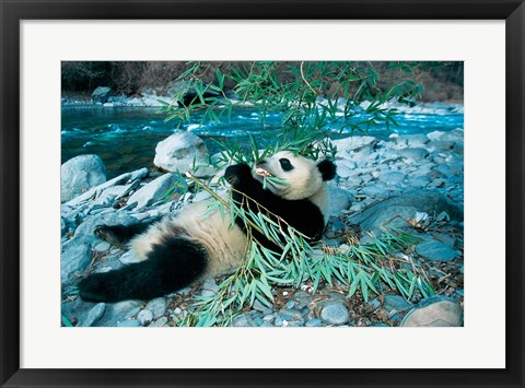 Framed Panda Eating Bamboo by Riverbank, Wolong, Sichuan, China Print