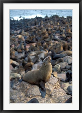 Framed Namibia, Cape Cross Seal Reserve, Fur Seals on shore Print