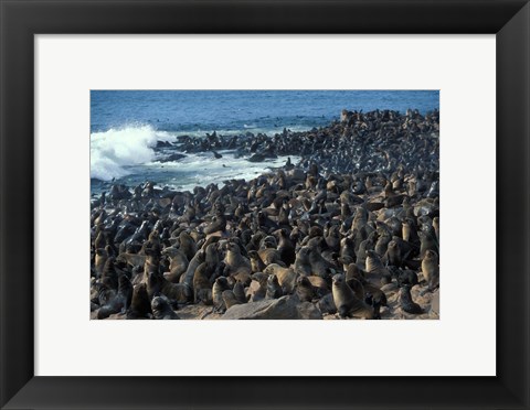 Framed Namibia, Cape Cross Seal Reserve, Group of Fur Seals Print