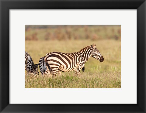 Framed Plains zebra or common zebra in Lewa Game Reserve, Kenya, Africa. Print