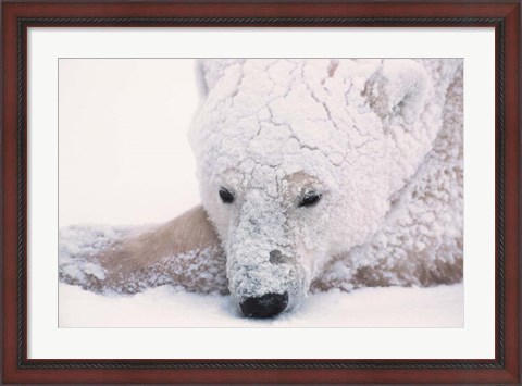 Framed Polar Bear on Hudson Bay, Churchill, Manitoba Print