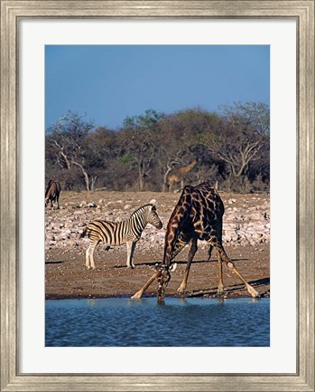 Framed Namibia, Etosha NP, Angolan Giraffe, zebra Print