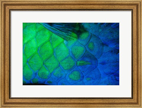 Framed Rusty Parrotfish Tail Print