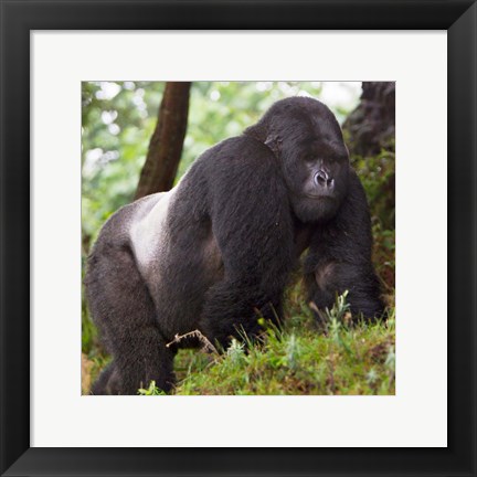 Framed Rwanda, Mountain Gorilla, No 2 Silverback Print